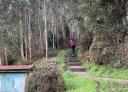 Senderista ascendiendo por una escalinata rodeadas de vegetación