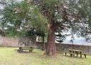 Recreation area with wooden tables and benches under a big tree
