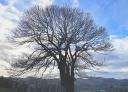 Large tree with leafless branches and landscape in the background