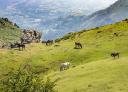 View of mountains with green slopes and horses grazing freely.