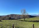 Lone tree in a vast meadow under a blue sky