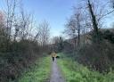 A hiker with a dog walks along a wooded and hilly dirt path.