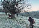 Two horses grazing on a frozen meadow in a winter landscape.
