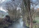 River surrounded by greenery trees in a winter landscape