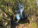 Hikers walking along a narrow route through a dense forest.