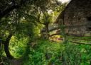 Hermoso bosque denso con sendero, destacando la exuberante vegetación y una casa de piedra a un lado