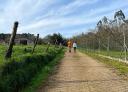 Rural road with couple walking, bordered by trees and vegetation.