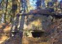 Old stone bunker hidden among dense trees and vegetation