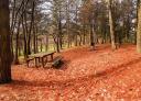 Forest with path covered in fallen leaves and wooden picnic table