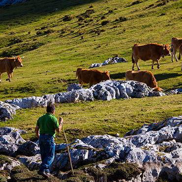 Pastor guiando el ganado por los pastos de los Picos de Europa.