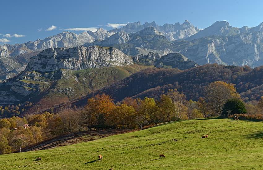 Vista panorámica de los Picos de Europa desde el bosque de Peloño.