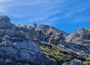 A herd of chamois grazing peacefully in a mountainous landscape with rocky peaks.