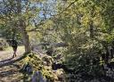 A hiker walks beside a river along a route in a dense forest.