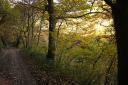 A forest path leads into an autumn forest with tall, sunny trees.