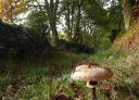 Mushroom on the forest floor, surrounded by moss and autumn foliage