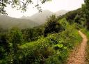A dirt road winds through a dense green forest.