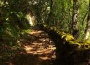 Rural road flanked by moss-covered stone walls