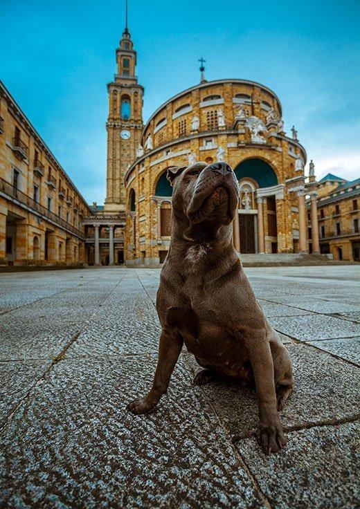 Fotografia de um cão em primeiro plano no pátio do Laboral Ciudad de la Cultura, situado no município de Gijón.