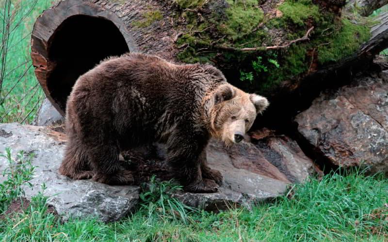 Oso pardo cantábrico en un recinto de la Senda del Oso, sobre unas rocas y con un tronco hueco detrás, en un entorno natural verde.