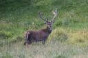 Imagen La berrea del venado. Nava