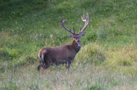 La berrea del venado. Nava