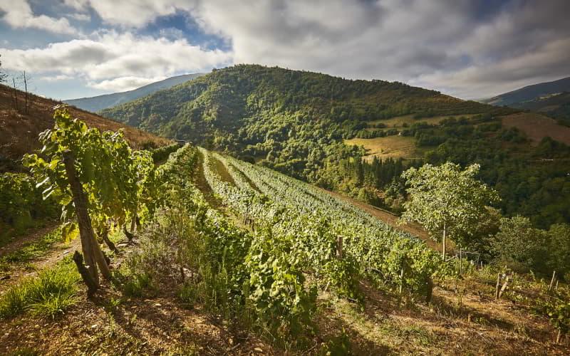 Weinberg in Cangas de Onís, der sich vom Vordergrund bis zum Fuß eines mit Bäumen und Pflanzen bewachsenen Berges erstreckt, unter einem wolkenverhangenen Himmel, durch den das Sonnenlicht fällt.