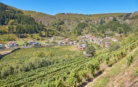 Weinberg - Cangas del Narcea
