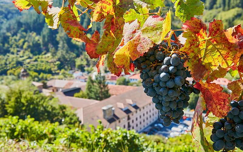 Künstlerische Ansicht des Parador de Cangas del Narcea, in der Bildmitte leicht unscharf und von Vegetation umgeben, mit Weintrauben im Vordergrund, die zwischen Blättern in rötlichen und gelben Farbtönen hängen.