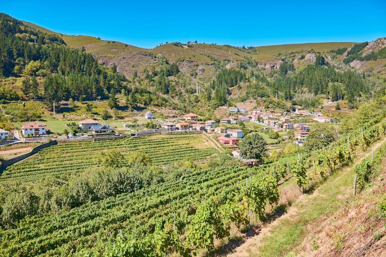 Imagen de viñedos en el suroccidente de Asturias
