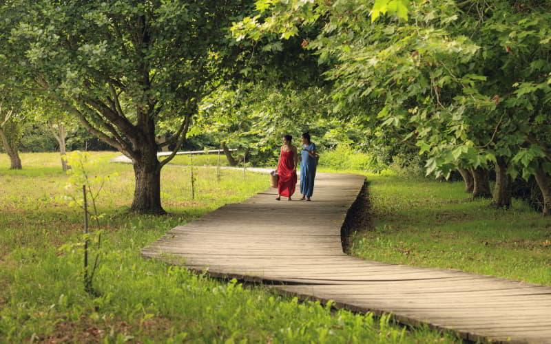 Passerelle en bois entre arbres et prairies sur le chemin de la plage de Penarronda, à Castropol, avec deux personnes marchant à l'ombre des arbres.