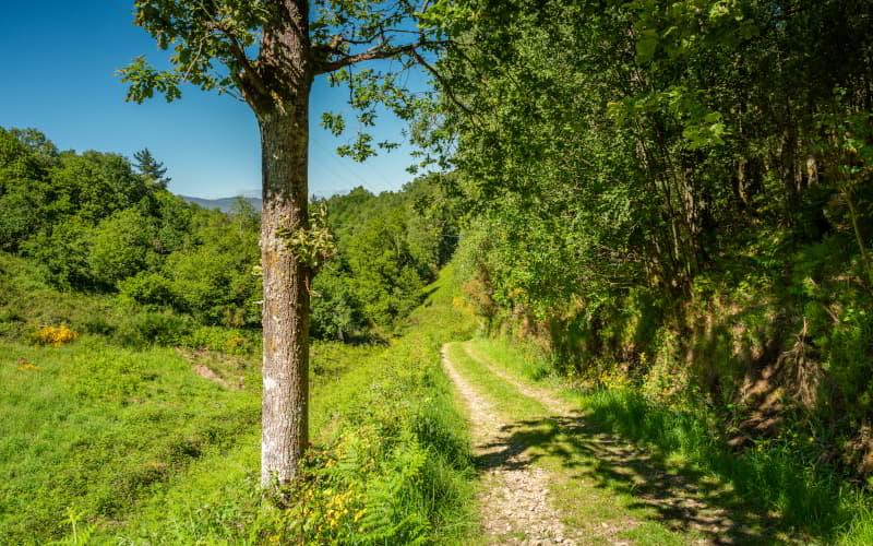 Chemin de terre entouré de végétation sur la Senda Verde de San Martín de Oscos, avec des arbres feuillus et des prairies sous un ciel clair d'été.