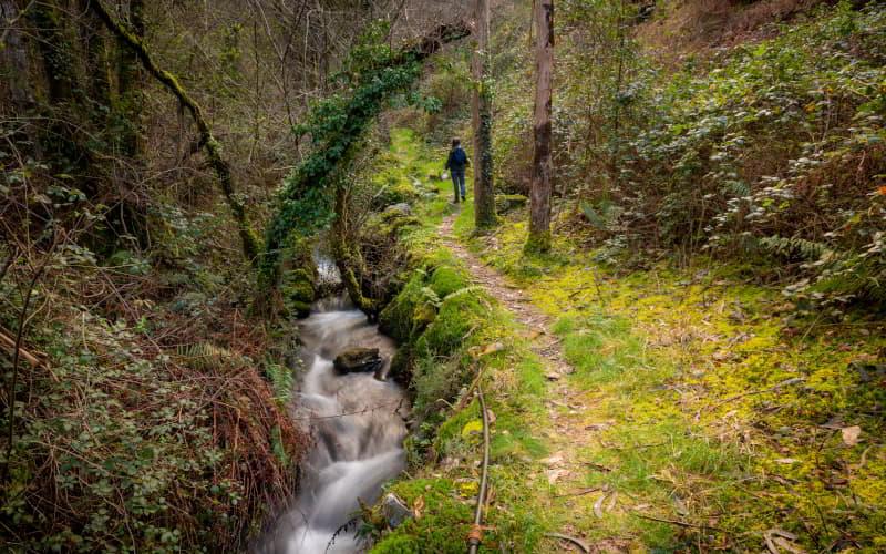 Sentier étroit près d'un ruisseau, dans une végétation humide et moussue, sur le chemin de la cascade de A Pena do Encanto, à San Tirso de Abres, avec une personne marchant à l'arrière-plan.