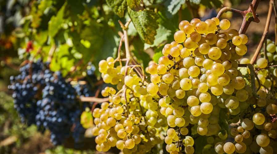 Uve autoctone rosse e bianche che costituiscono la materia prima del vino Cangas.