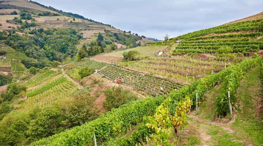 Vigneti di montagna nel sud-ovest delle Asturie
