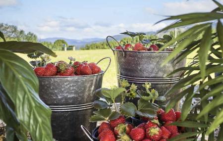Festival de la fresa de Candamo