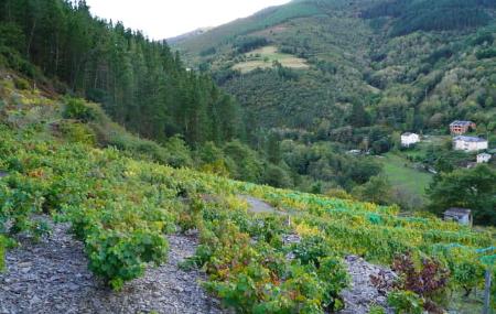 Siluvio Weinkellereien und Weinberge 3