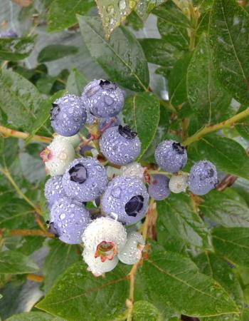 Arándanos - Arándanos y Manzanas de Muñó