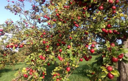 Manzanos - Arándanos y Manzanas de Muñó