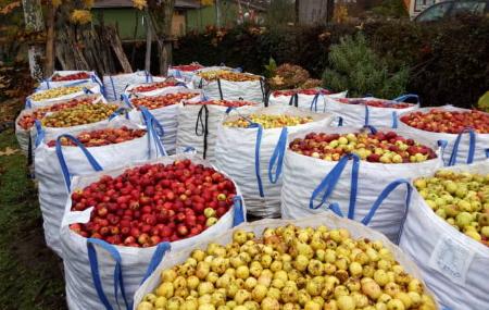 Manzanas - Arándanos y Manzanas de Muñó