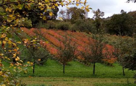 Plantación de arándanos y manzanos - Arándanos y Manzanas de Muñó
