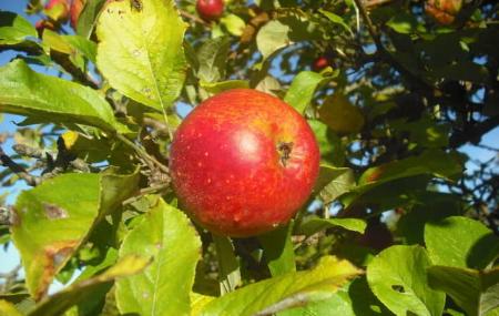 Manzana roja - Arándanos y Manzanas de Muñó
