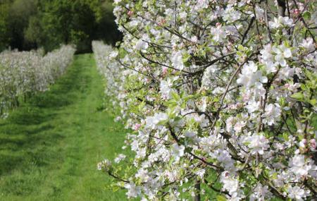 Flores del manzano en primer plano, a la derecha de la fotografía un árbol lleno de sus blancas flores en una pomarada, en la zona central un camino de hierba verde recorre la pomarada.