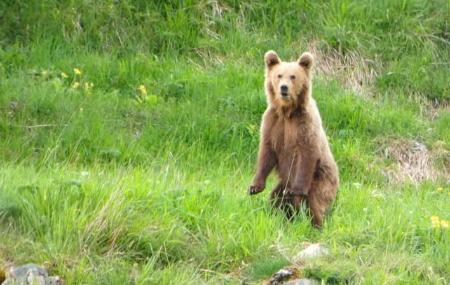 Un oso pardo erguido en un prado de montaña, rodeado de hierba alta y vegetación verde. El entorno es una ladera con algunas flores silvestres y rocas dispersas, con luz diurna.