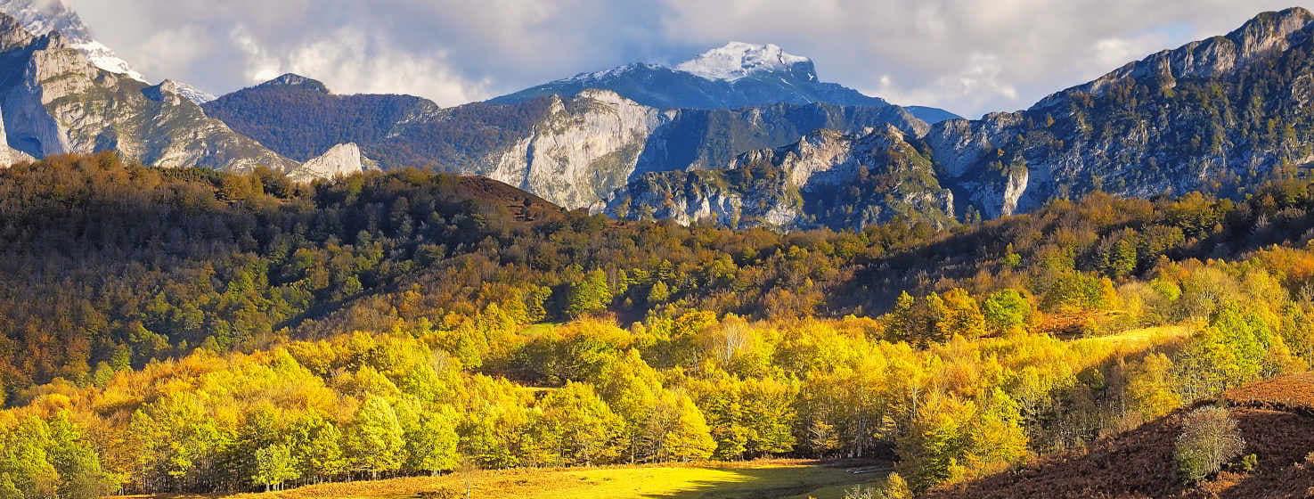 Imagen del Bosque de Peloño, con colores otoñales, desde el verde claro, amarillo, naranja, y verde oscuro. Al fondo de la imagen altas montañas destacan con sus grises y azules, incluso con blanco de nieve en alguna cumbre.