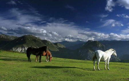 Caballos en praderías de Yernes y Tameza