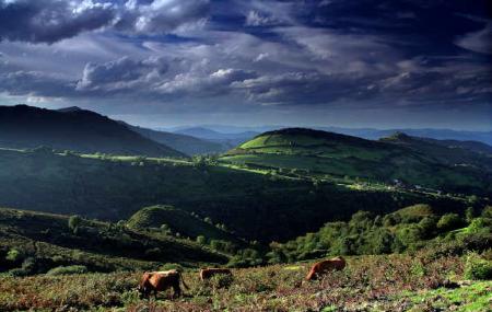 Weidende Kühe in Yernes y Tameza