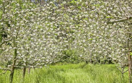 Pomarada in flower. Villaviciosa