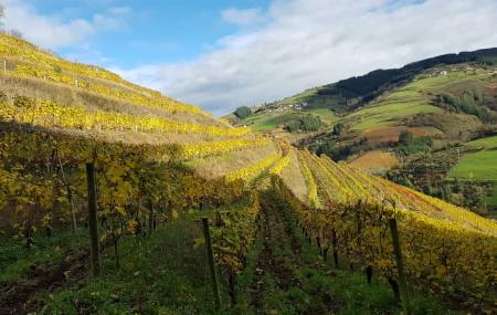 Viñedos de la Bodega Martínez Parrondo – Cangas del Narcea
