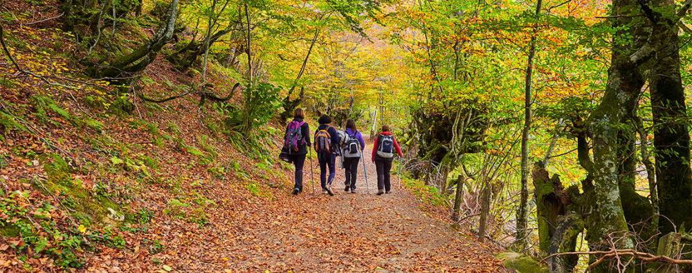 Immagine di un tratto del percorso Tabayón del Mongallu. Un gruppo di persone che percorrono il sentiero in mezzo a un bosco