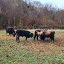 Imagem Programación de febrero en el Parque de la Prehistoria de Teverga